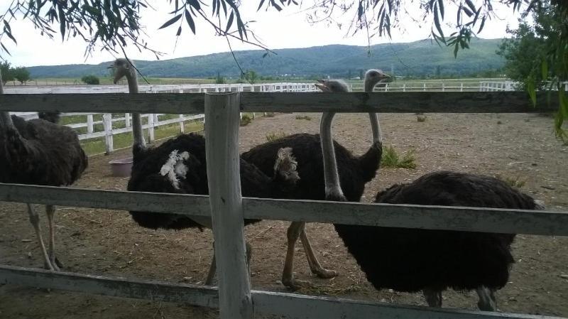 Pensiunea ,,La Struti" Targu Neamt Luaran gambar
